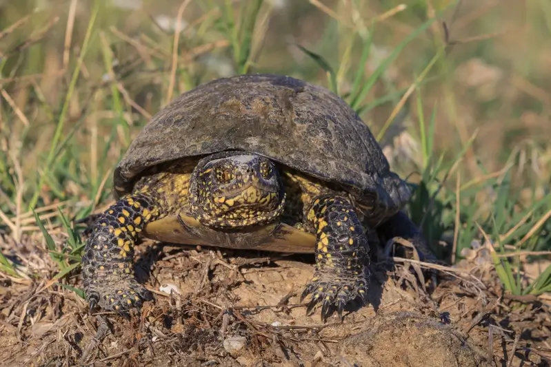 Was fressen Schildkröten