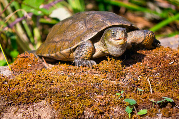 Welche Erde für Schildkröten Terrarium?