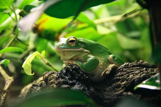 Frosch im Terrarium