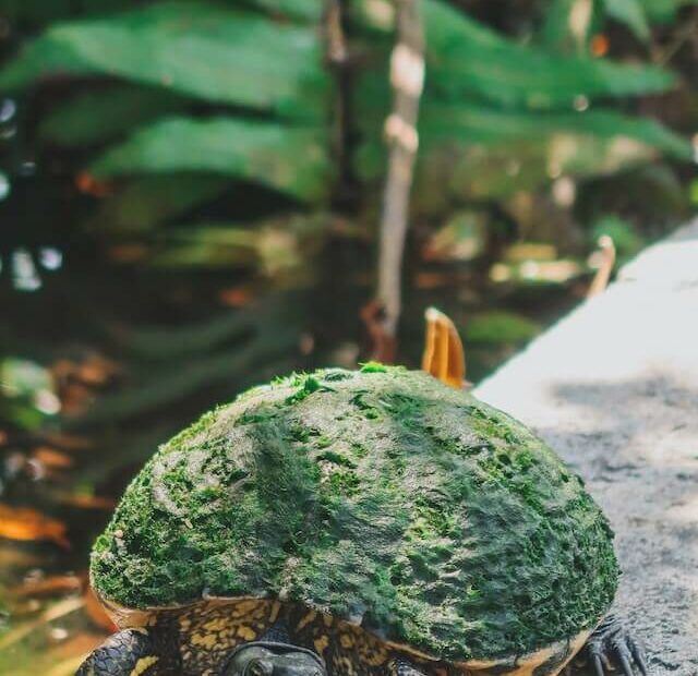 Die besten Pflanzen für Schildkröten Terrarium