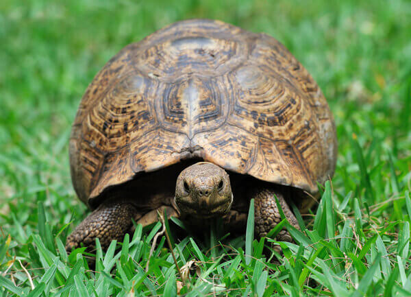 Schildkröten Aussengehege selber bauen