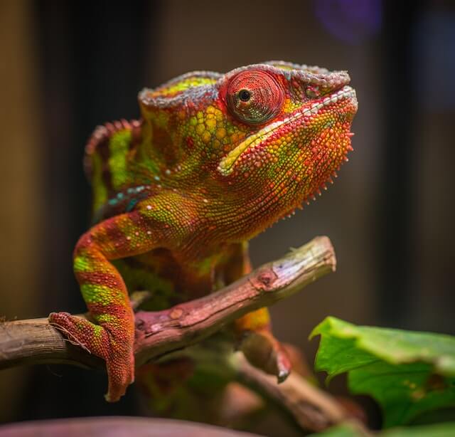 Terrarium für Chamäleon