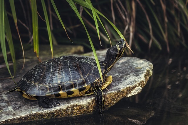 Schildkröte im Terrarium