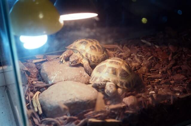 Terrarium für Schildkröte Einrichten