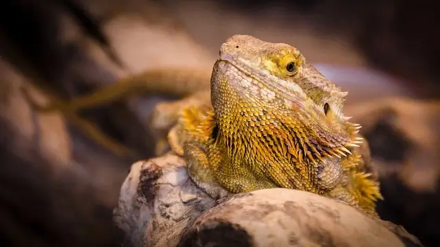 Anzeichen Bartagame stirbt im Terrarium