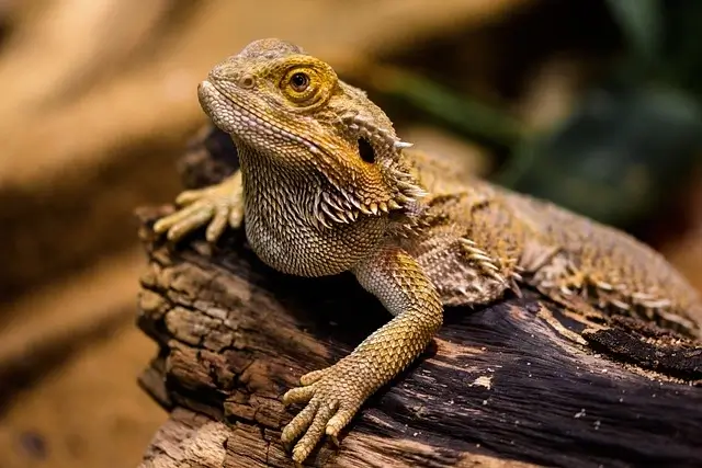 Bartagame Terrarium auf Holz