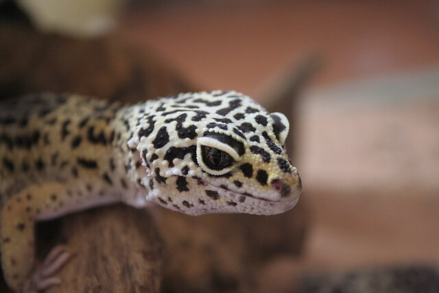 Leopardgecko Verstopfung