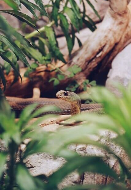 Schlangenkot im Terrarium