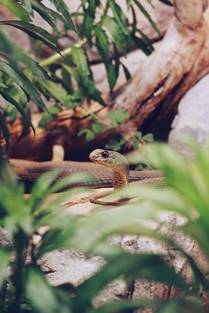 Schlangenkot im Terrarium