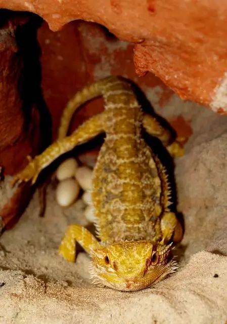 Bartagame Eier legen im Terrarium