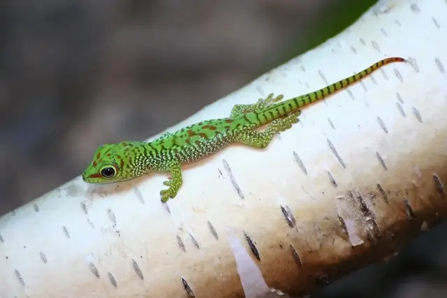 Baby Gecko vorkommen