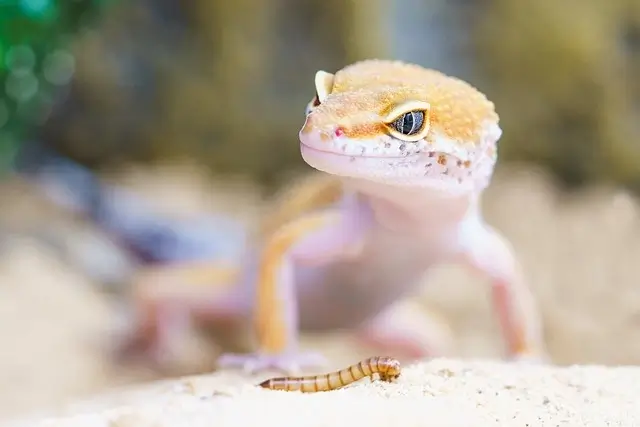 Gecko kaufen für Terrarium