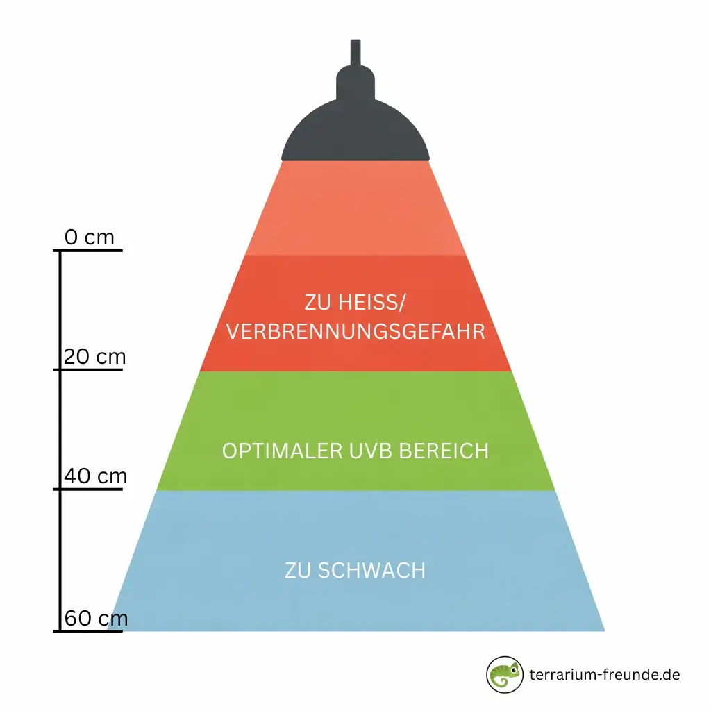 Infografik zum korrekten Abstand einer UVB-Lampe im Terrarium zur Vermeidung von Verbrennungen