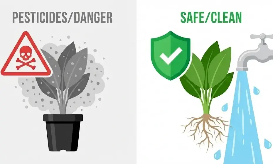 Illustration: Links eine giftige Pflanze im Baumarkt-Topf, rechts eine gereinigte, sichere Pflanze für das Terrarium.